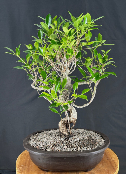 Ficus Retusa Bonsai Tree - Curved Trunk - (ficus retusa)