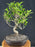 Ficus Retusa Bonsai Tree - Curved Trunk - (ficus retusa)
