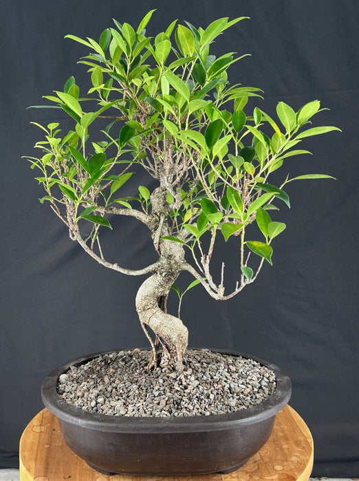 Ficus Retusa Bonsai Tree - Curved Trunk - (ficus retusa)