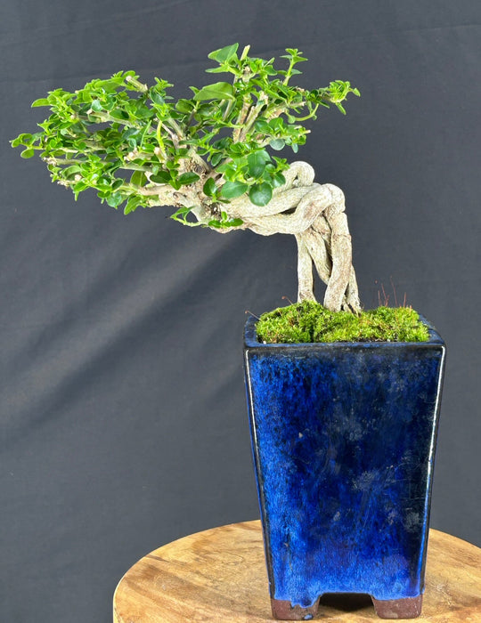 Flowering Premna Bonsai Tree - Exposed Roots - (premna obtusifolia)