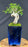 Flowering Premna Bonsai Tree - Exposed Roots - (premna obtusifolia)