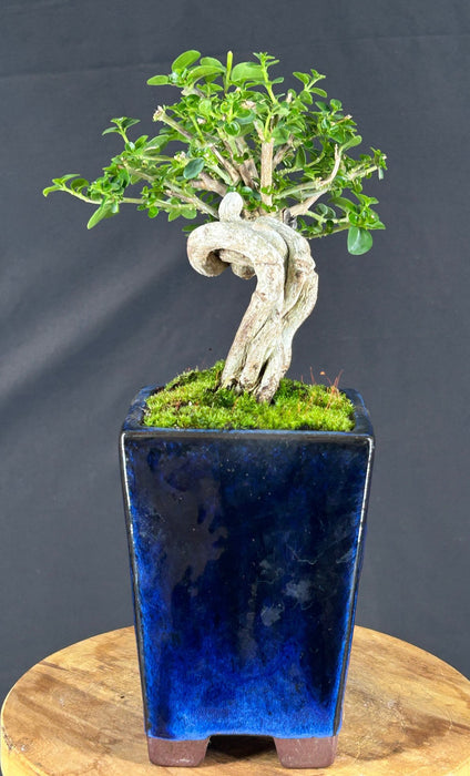 Flowering Premna Bonsai Tree - Exposed Roots - (premna obtusifolia)