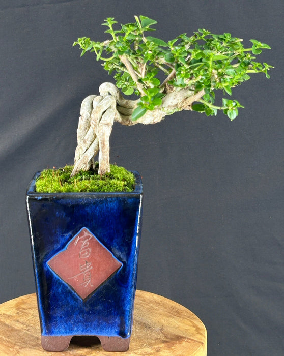 Flowering Premna Bonsai Tree - Exposed Roots - (premna obtusifolia)