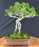 Flowering Premna Bonsai Tree - Exposed Roots - (premna obtusifolia)