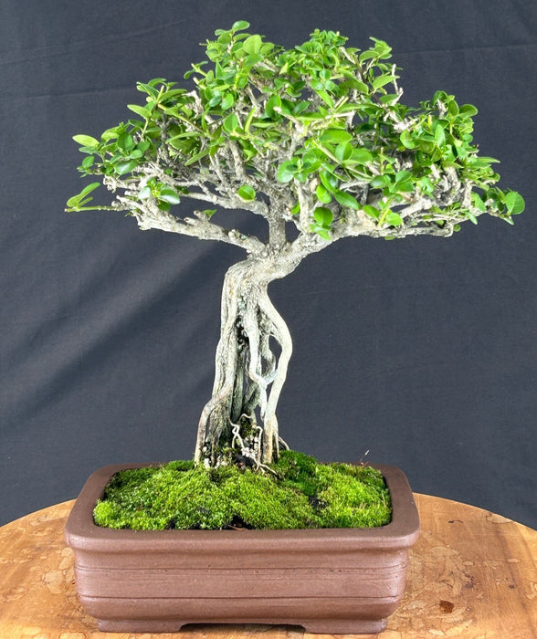 Flowering Premna Bonsai Tree - Exposed Roots - (premna obtusifolia)
