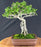 Flowering Premna Bonsai Tree - Exposed Roots - (premna obtusifolia)
