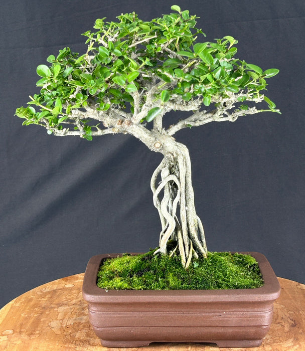 Flowering Premna Bonsai Tree - Exposed Roots - (premna obtusifolia)