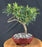 Trained Flowering Podocarpus Bonsai Tree - (podocarpus macrophyllus)
