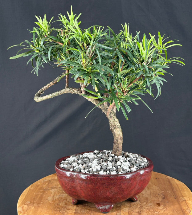 Trained Flowering Podocarpus Bonsai Tree - (podocarpus macrophyllus)