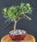 Trained Flowering Podocarpus Bonsai Tree - (podocarpus macrophyllus)