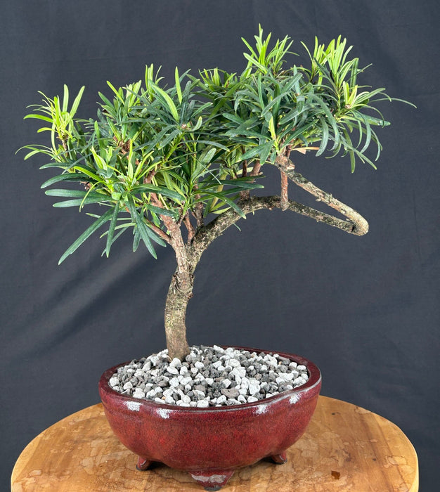 Trained Flowering Podocarpus Bonsai Tree - (podocarpus macrophyllus)