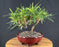 Trained Flowering Podocarpus Bonsai Tree - (podocarpus macrophyllus)