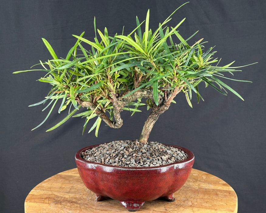 Trained Flowering Podocarpus Bonsai Tree - (podocarpus macrophyllus)