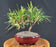 Trained Flowering Podocarpus Bonsai Tree - (podocarpus macrophyllus)