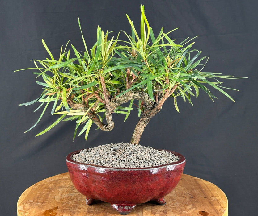 Trained Flowering Podocarpus Bonsai Tree - (podocarpus macrophyllus)