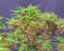Mikawa Yatsubusa Japanese Maple Bonsai Tree - (acer palmatum 'Mikawa Yatsubusa')