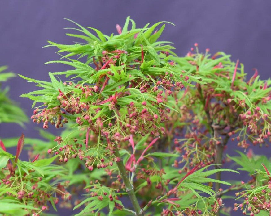 Mikawa Yatsubusa Japanese Maple Bonsai Tree - (acer palmatum 'Mikawa Yatsubusa')