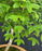 Montpellier Maple Bonsai Tree - (Acer monspessulanum)
