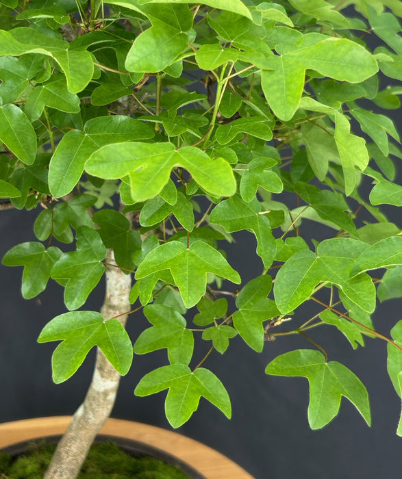 Montpellier Maple Bonsai Tree - (Acer monspessulanum)