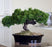 Monterey Juniper Single Trunk Preserved Bonsai Tree -(Preserved - Not a Living Tree)