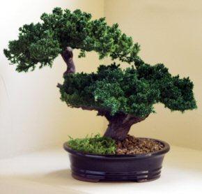 Monterey Juniper Double Trunk Preserved Bonsai Tree -(Preserved - Not a Living Tree)