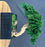 One of a Kind - Monterey Juniper Single Trunk Preserved Bonsai Tree - (Preserved - Not a Living Tree)