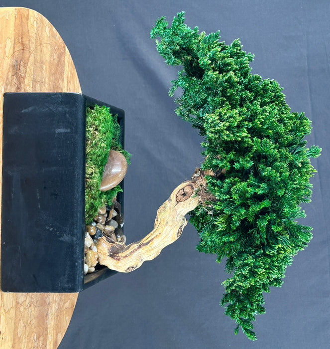 One of a Kind - Monterey Juniper Single Trunk Preserved Bonsai Tree - (Preserved - Not a Living Tree)