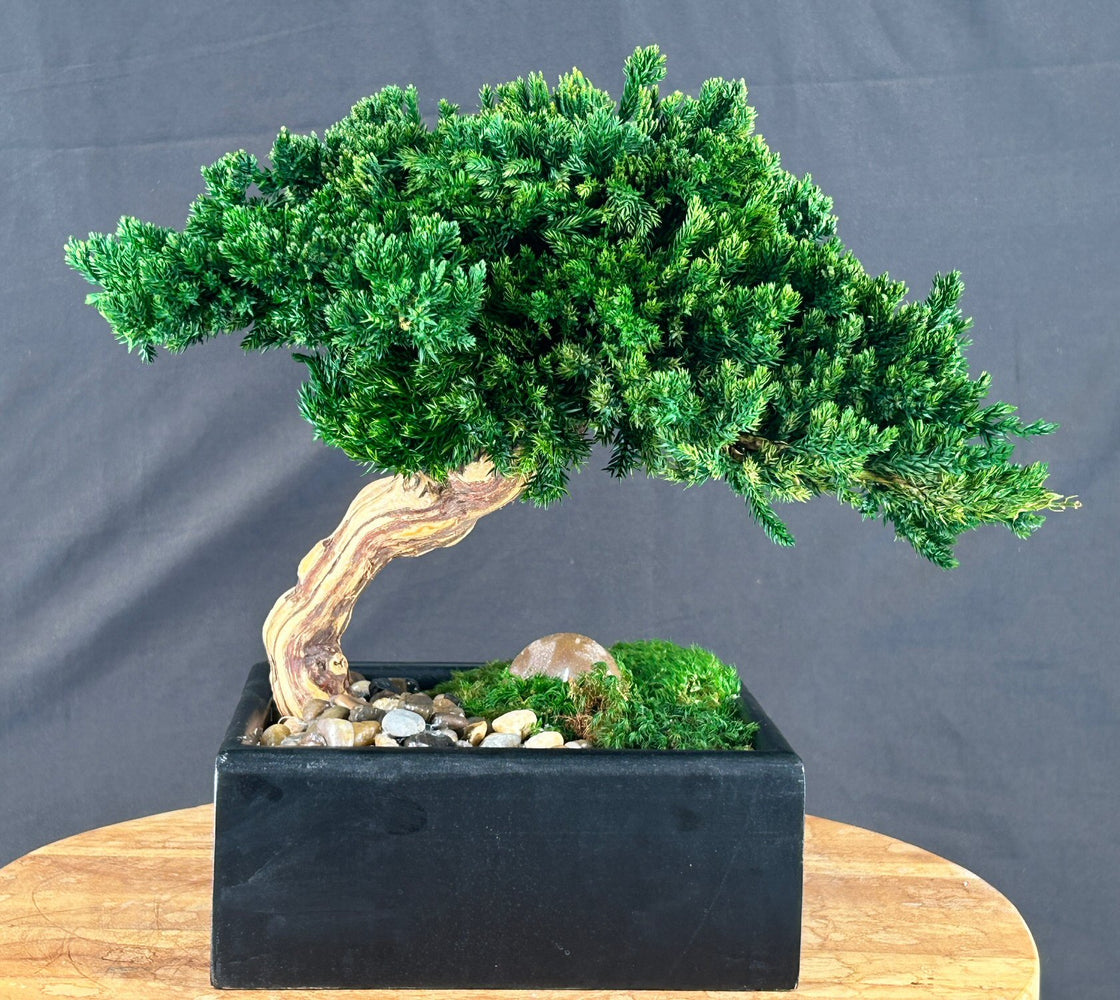 One of a Kind - Monterey Juniper Single Trunk Preserved Bonsai Tree - (Preserved - Not a Living Tree)
