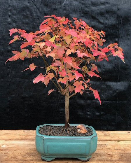 Trident Maple Bonsai Tree -(Acer Buergerianum)