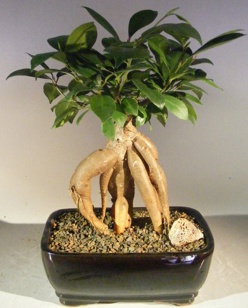 Ginseng Ficus Bonsai Tree - Medium -(Ficus Retusa)