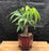 Money Bonsai Tree - Stump Style -(Pachira Aquatica)
