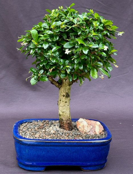 Flowering Fukien Tea Bonsai Tree - Upright  Aged - Large- (ehretia microphylla)