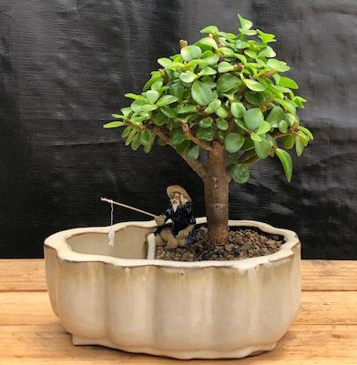 Baby Jade Bonsai Tree-Land/Water Pot With Scalloped Edges-(Portulacaria Afra)