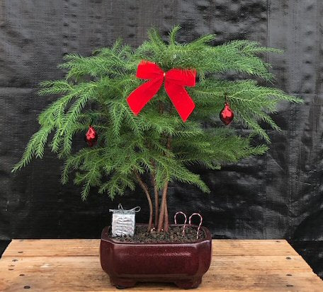 Norfolk Island Pine - With Decorations -(araucaria heterophila)-