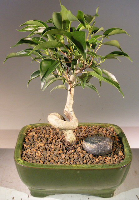 Oriental Ficus Bonsai Tree - Small-Coiled Trunk-(ficus benjamina 'orientalis')