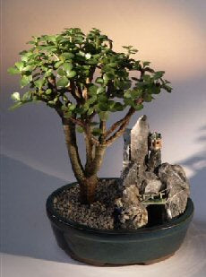Baby Jade Bonsai Tree-Stone Landscape Scene-(portulacaria afra)