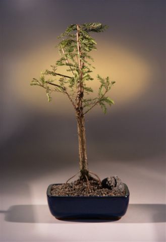 Bald Cypress Bonsai Tree-(taxodium distichum)