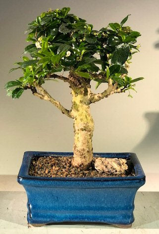 Flowering Fukien Tea Bonsai Tree - Upright  Aged - Medium- (ehretia microphylla)