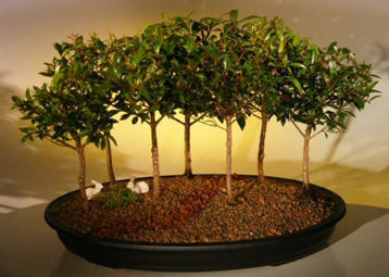 Flowering Brush Cherry Bonsai Tree-Seven Tree Forest Group-(eugenia myrtifolia)