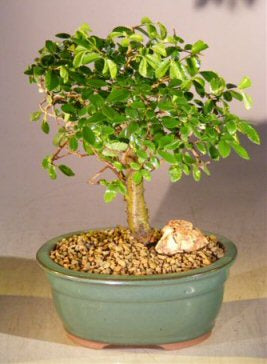Chinese Elm Bonsai Tree - Aged -Straight Trunk Style  - Medium-(ulmus parvifolia)