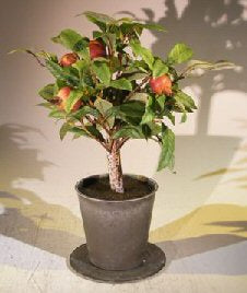Artificial Pomegranate Bonsai Tree