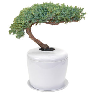 Traditional Windswept Juniper Bonsai Tree <i>(juniper procumbens nana)- and Porcelain Ceramic Cremation Urn-with Matching Humidity / Drip Tray