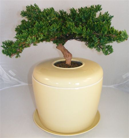 Monterey Juniper Preserved Bonsai Tree <i>(Not a Living Tree)- and Porcelain Ceramic Cremation Urn-with Matching Humidity / Drip Tray