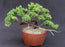 Juniper Bonsai Tree - Trained in Jin Style--(juniper procumbens nana)
