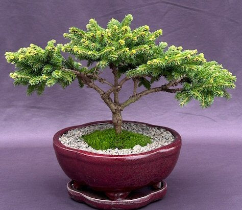 Oriental Spruce Bonsai Tree -(picea orientalis ?Tom Thumb?)