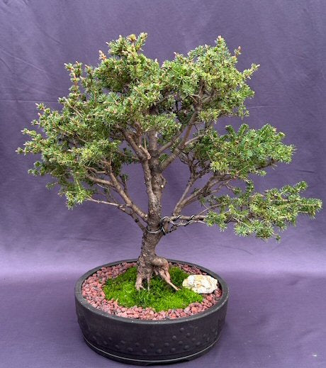 White Spruce Bonsai Tree-(Picea glauca 'Monstrosa Nana')