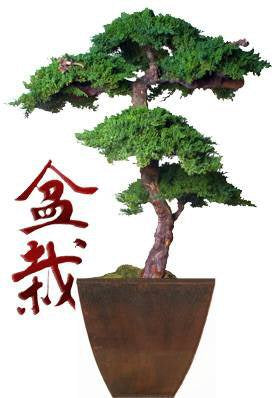 Monterey Juniper 6 Feet Tall Kage Style Preserved Bonsai Tree -(Preserved - Not a Living Tree)